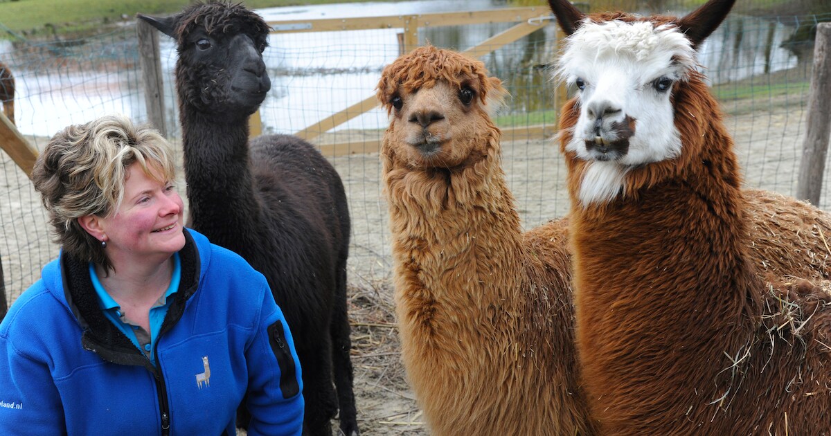 ‘Zayid weet nu dat niet elk mens hem pijn doet’, Alpaca Rescue in Aagtekerke redt zieke en mishandel