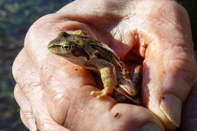 Gelukkig duikt er één kikkertje op bij de poelen van Zoomland