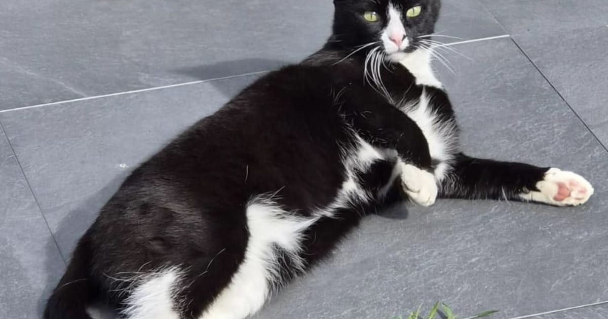 Heb jij Otis gezien? Dit huisdier wordt in Terneuzen vermist