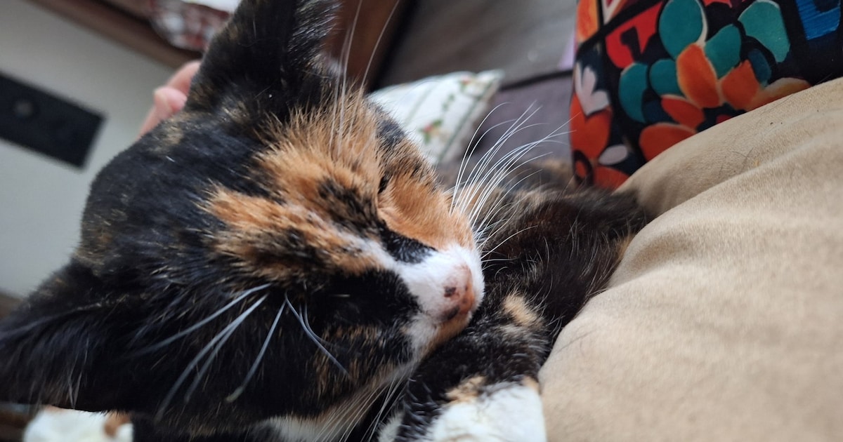 Heb jij Daisy gezien? Dit huisdier wordt in Borsele vermist