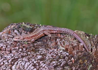 Bezwaar tegen bouw van villa bij Zonnemaire: mogelijk zit een hagedis in de weg