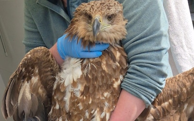 Enorm gevaarte vliegt tegen windmolen bij Rilland, blijkt een zeearend: ‘Paste net in een grote vliegtuigbench’