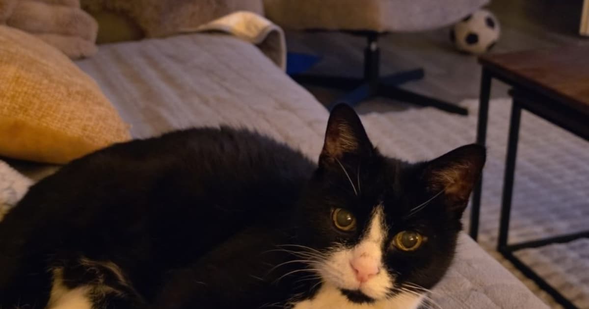 Heb jij Sjimmie gezien? Dit huisdier wordt in Veere vermist