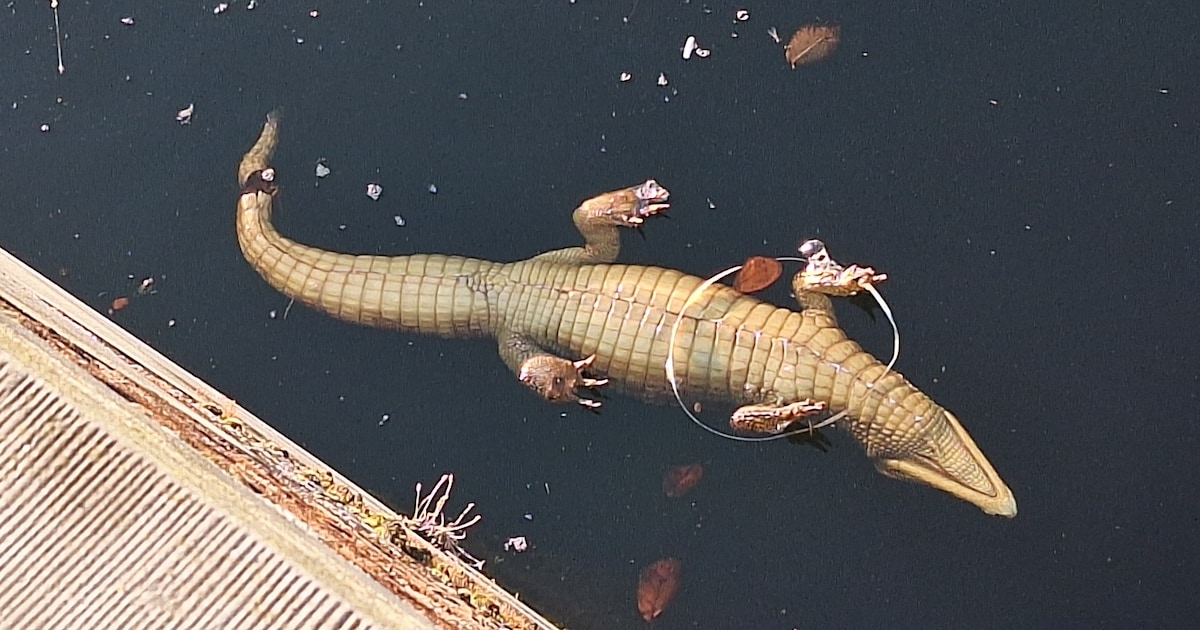 Ze dachten dat het speelgoed was, tot Olivier (14) een echte krokodil uit het Vlissingse water haald