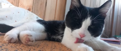 Heb jij Muis of Truus gezien? Deze twee huisdieren worden in Tholen vermist