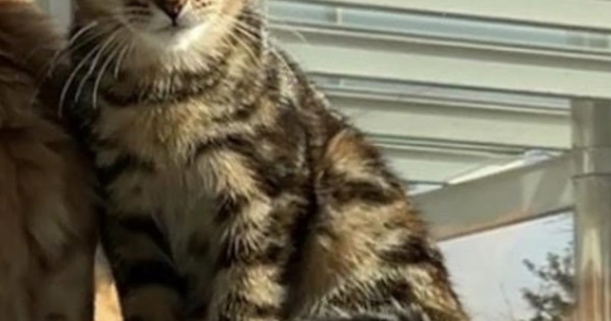 Heb jij Lia gezien? Dit huisdier wordt in Veere vermist