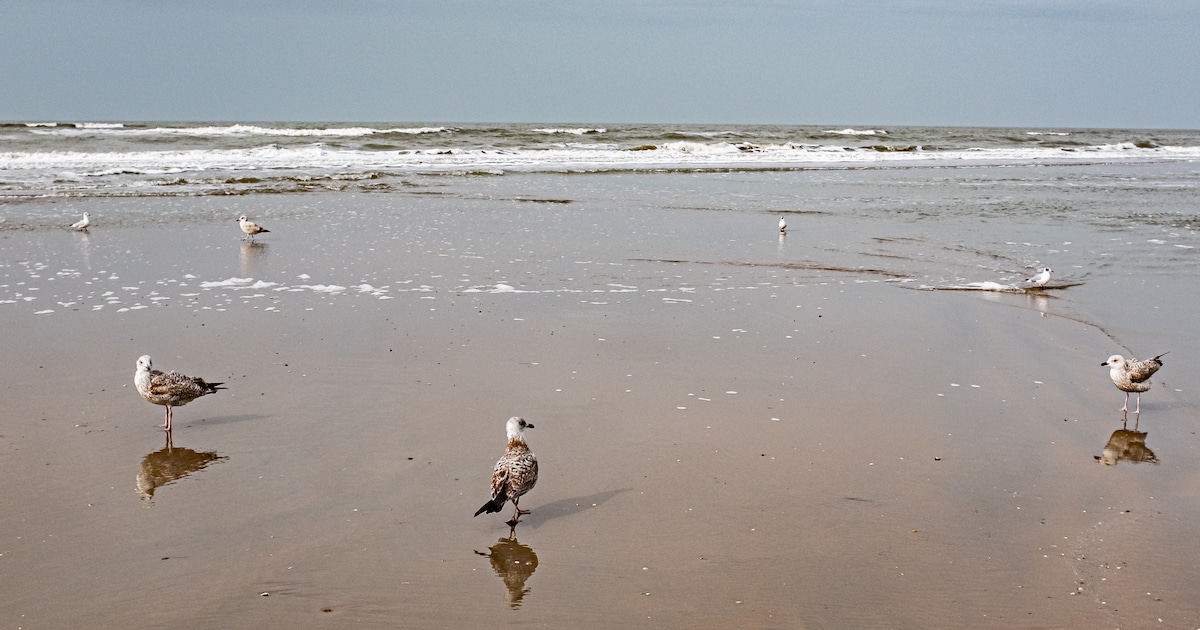 Natuurexcursies in Westkapelle
