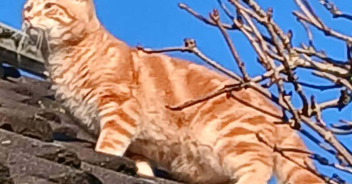 Heb jij Murphy, Oos of Loki gezien? Deze vier huisdieren worden in Middelburg vermist