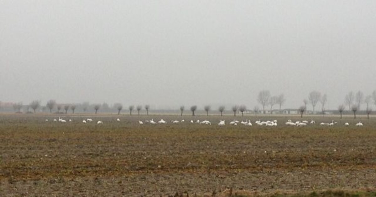 Druk met ganzen op Schouwen-Duiveland