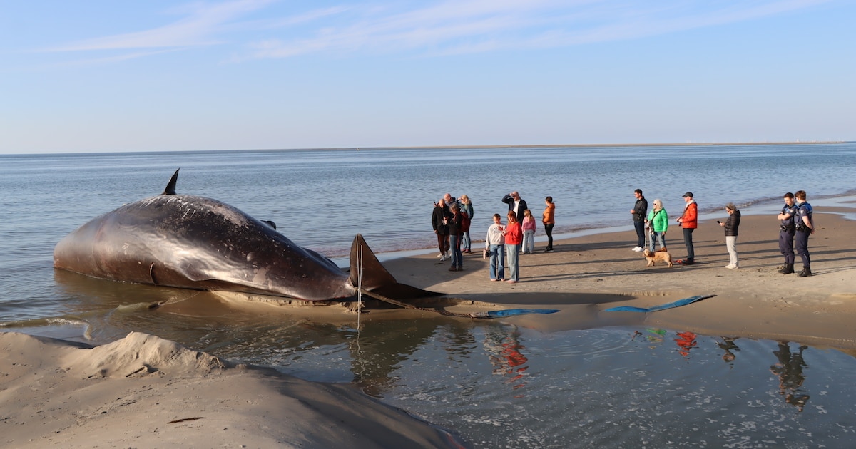 Dode potvis eindelijk op strand Renesse, opruimen wordt een hele klus ...