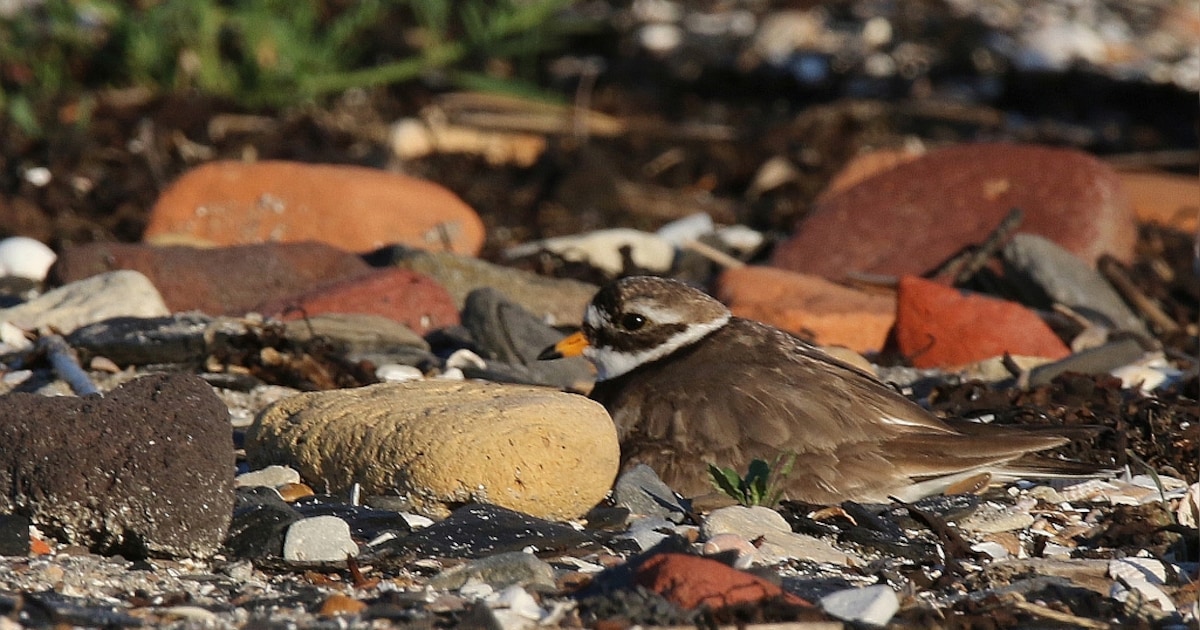 Nest van zeldzame bontbekplevier moedwillig vernield op strandje van Kattendijke: ‘Dit is heel verdr