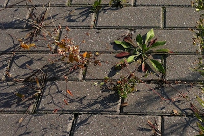 Onkruidbestrijding in Tholen en omgeving: krijg een gratis onkruidborstel
