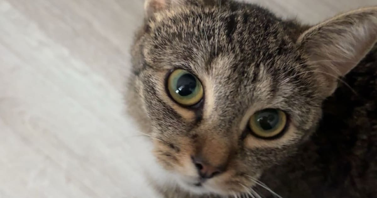 Heb jij Diesel, Crumu of Bailey gezien? Deze vijf huisdieren worden in Terneuzen vermist
