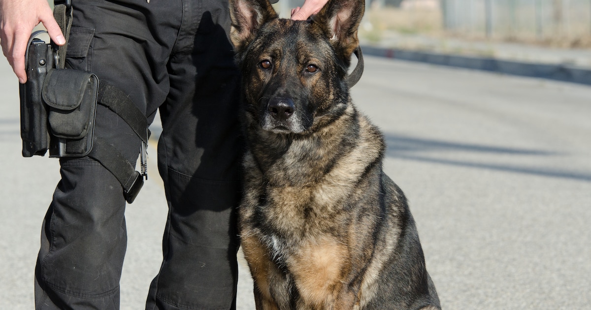 Drugs gevonden bij controle schoolkluisjes en garageboxen in Oostburg en Sluis