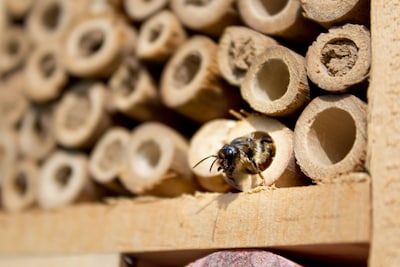 NLdoet-activiteit in Perenboomgaard Tholen: insectenhuisjes timmeren en appelboompjes enten