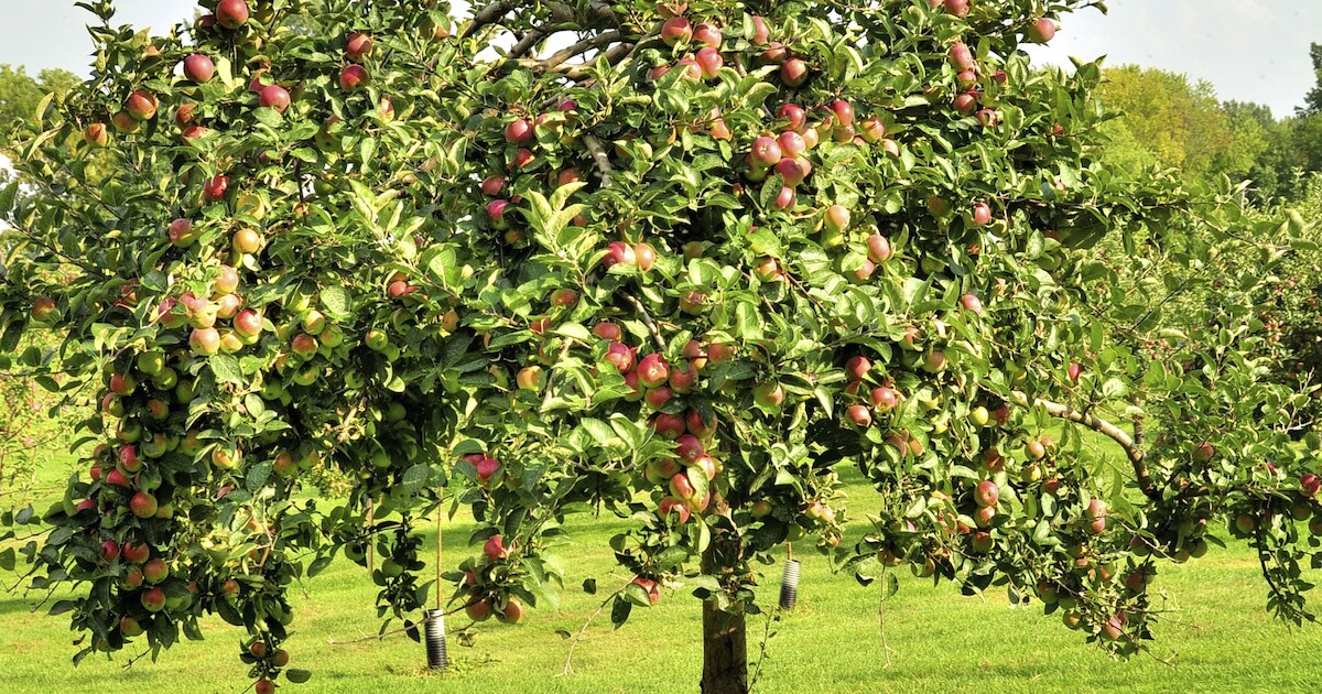 Noordgouwe wil hoogstamfruitboomgaard