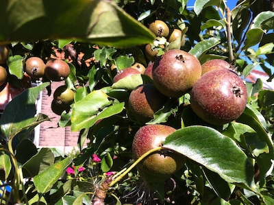 Fruittelers in Zeeland openen boomgaarden voor bezoekers