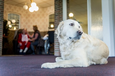 Opnieuw pleidooi adviesraad voor strengere regels ‘werkende dieren’