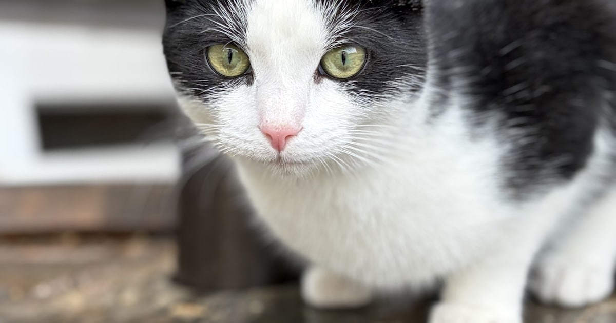 Heb jij Flip, Bibi of Nox gezien? Deze drie huisdieren worden in Middelburg vermist