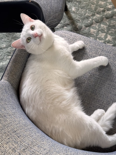 Heb jij Moortje, Tommy of Bilbo gezien? Deze drie huisdieren worden in Schouwen-Duiveland vermist
