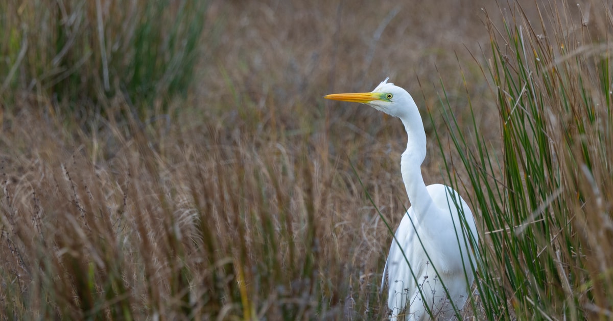 Oogverblindend wit is hij, de grote witte zilverreiger duikt steeds vaker op in Zeeland