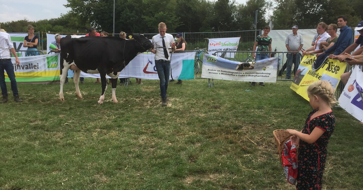 Dit is de mooiste melkkoe van Zeeland