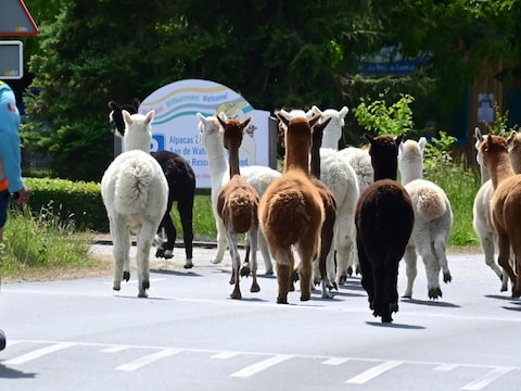 MIJN FOTO | Let op: overstekende alpaca’s