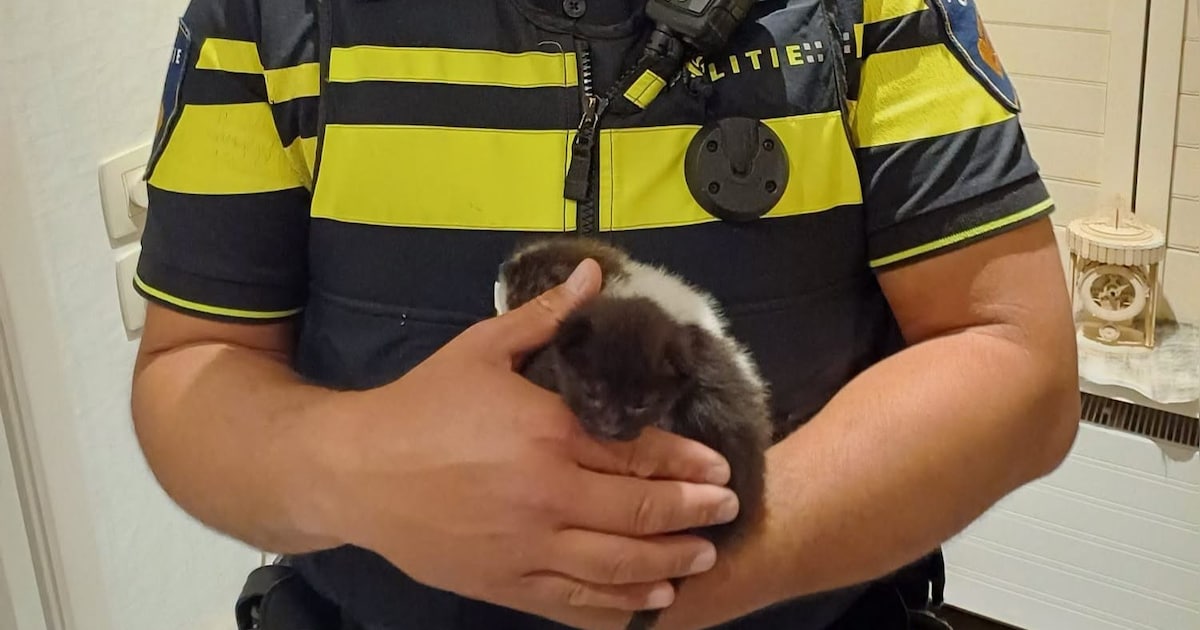 Man brengt nacht in cel door na dumpen van kittens in Zeeuws-Vlaanderen