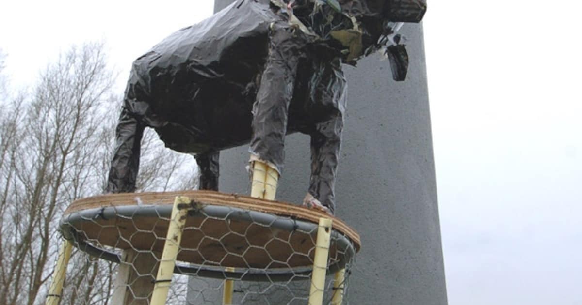 Schaap van Lewedorp heeft 'gelammerd'