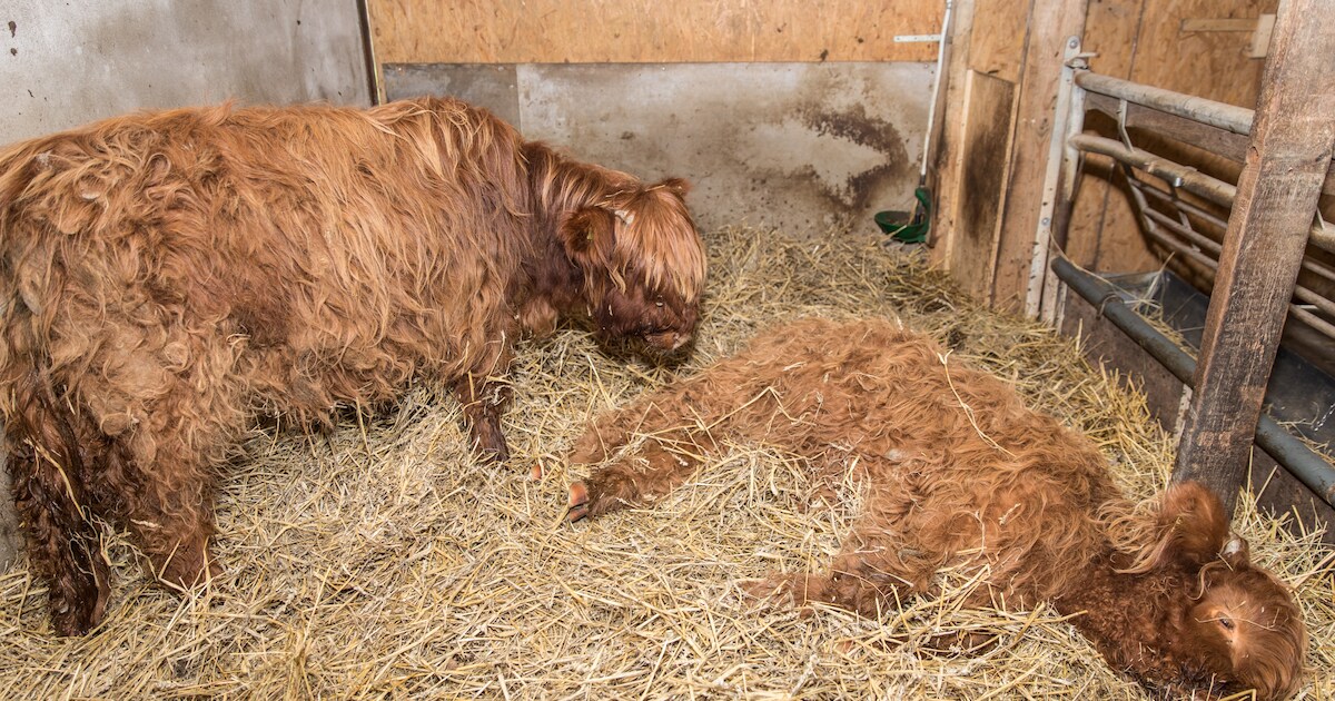 Dit zijn de 10 leukste namen voor de ontsnapte Schotse hooglanders