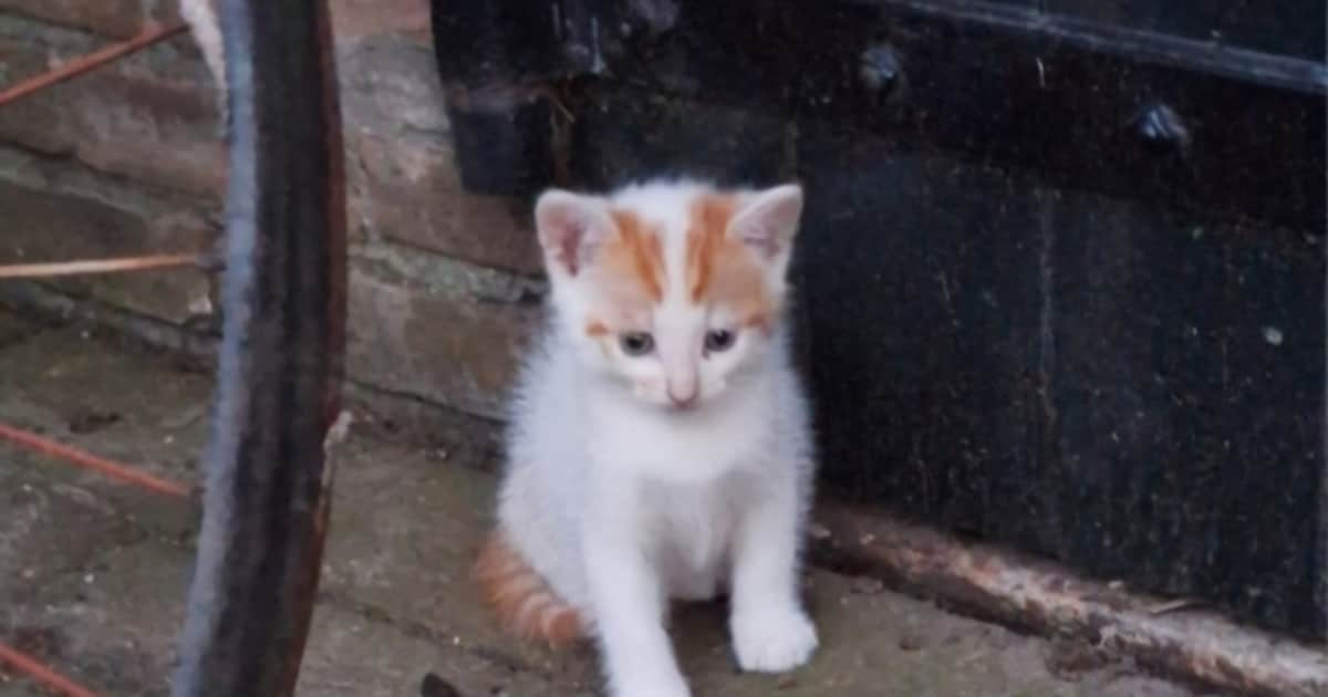 Heb jij N.N. of Simon gezien? Deze twee huisdieren worden in Borsele vermist