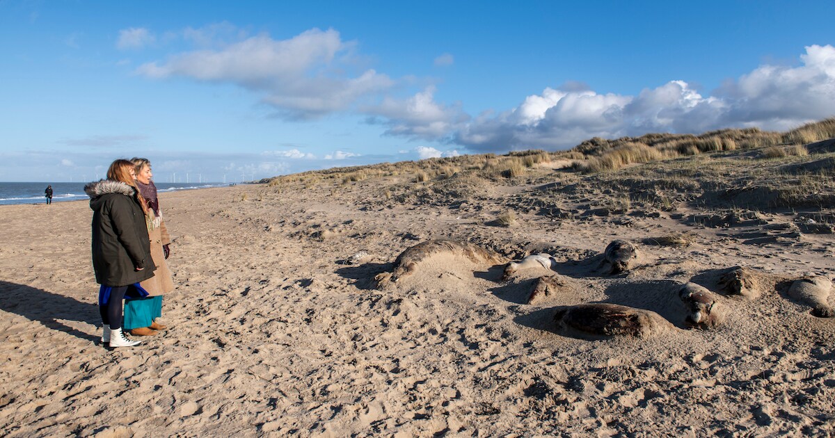 Pop-up over het Groene Strand geopend in Renesse: ontdek strandnatuur ...