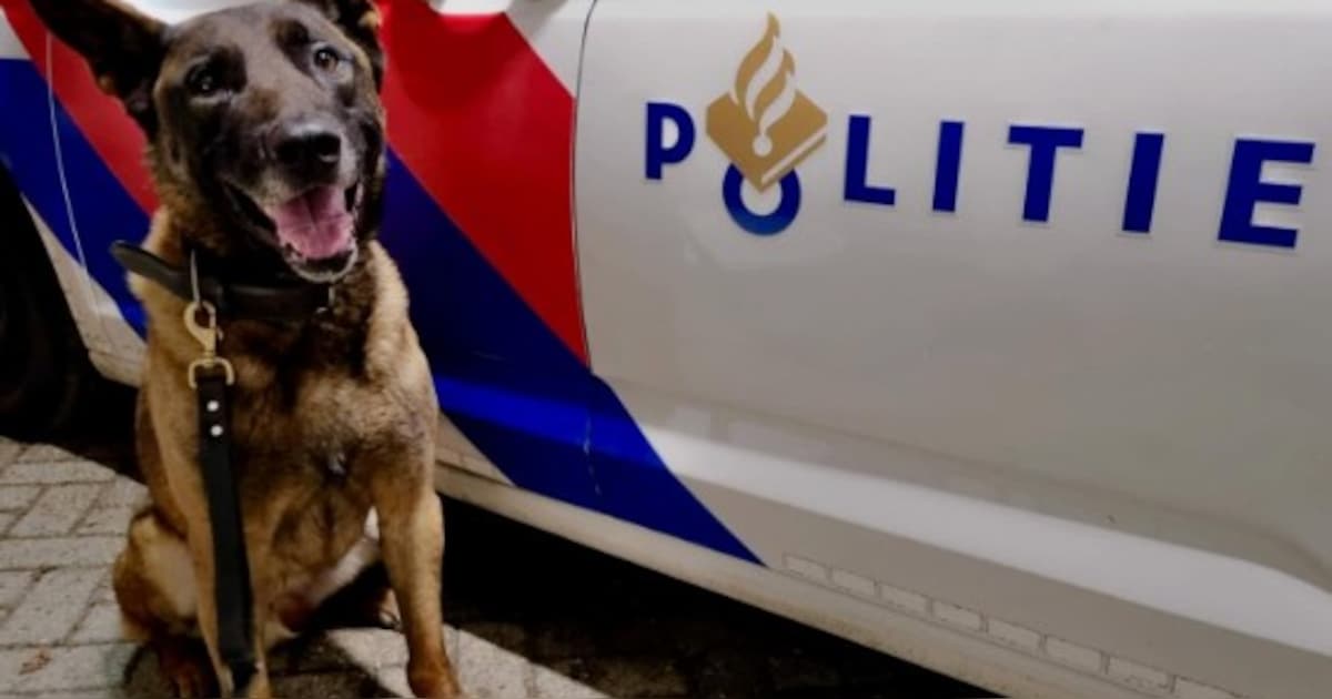 Politiehond Bodie grijpt voortvluchtige bestuurder na crash in Papendrecht