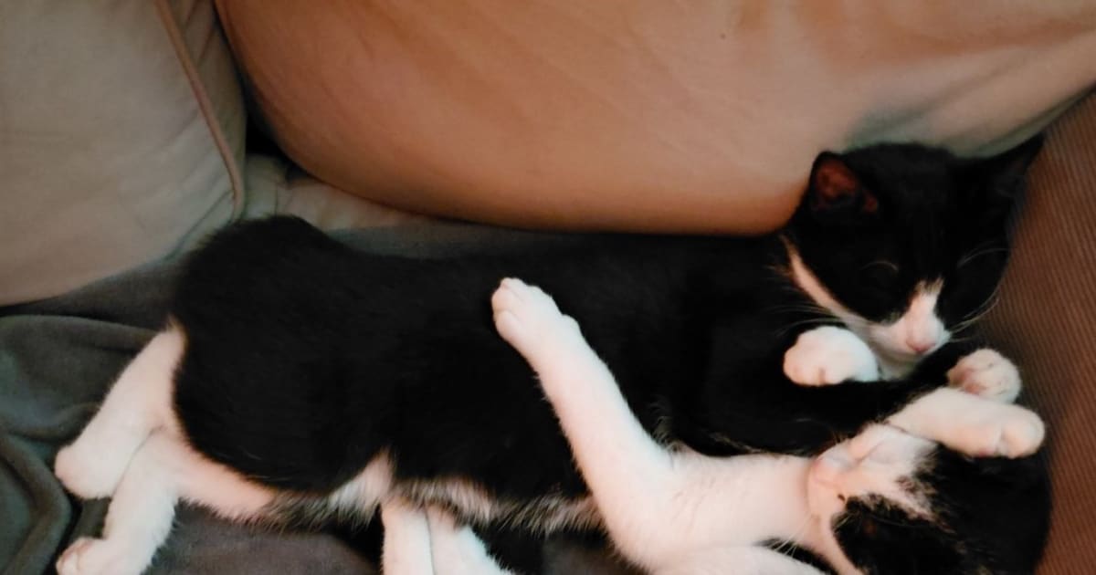Heb jij Nasi of Tizra gezien? Deze twee huisdieren worden in Reimerswaal vermist
