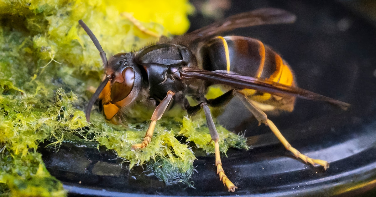 Gemeente zet zwaar in op bestrijding Aziatische hoornaar: ‘90 procent van de nesten moet weg’