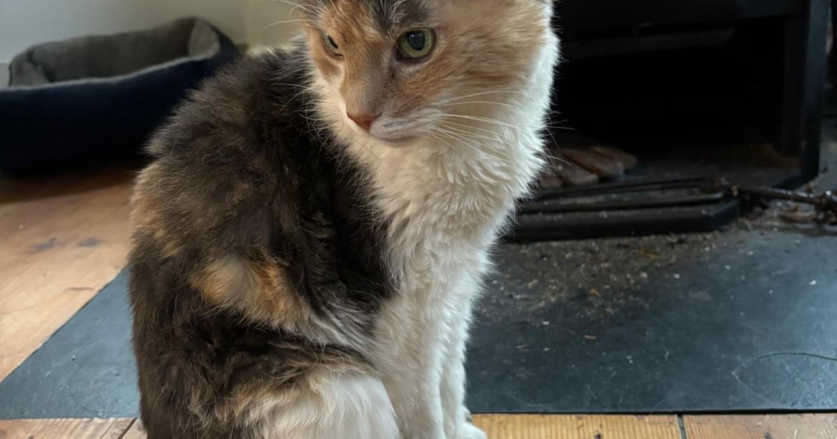 Heb jij Poes gezien? Dit huisdier wordt in Borsele vermist