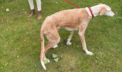 Grote zorgen om vermiste hond Josh (15): doof, dem