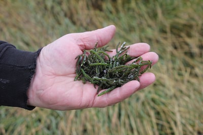 Traditie zeegroenten snijden wordt nek omgedraaid (en daar legt Tholen zich niet bij neer)