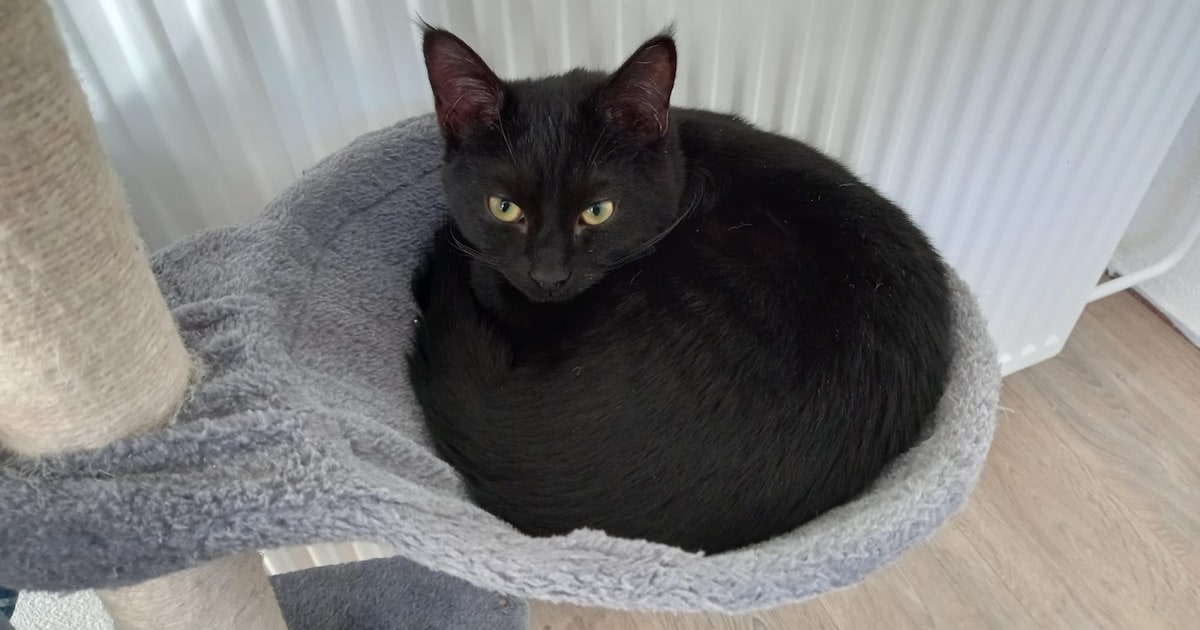 Heb jij Djaku, Bram of Maggy gezien? Deze zes huisdieren worden in Borsele vermist