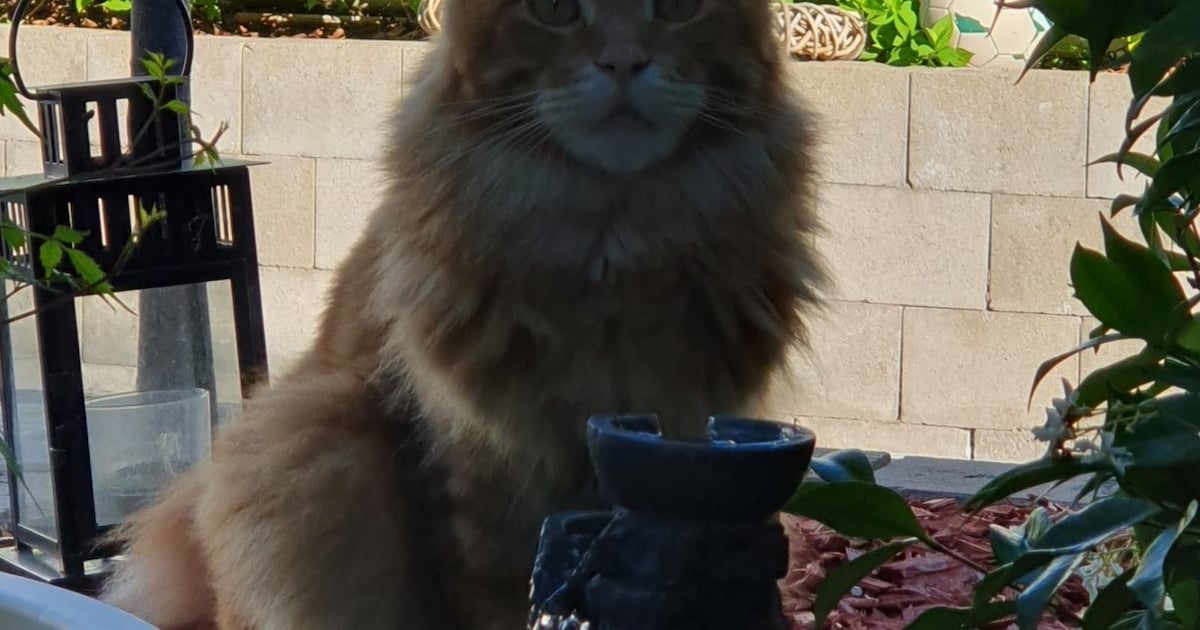 Heb jij Gaston gezien? Dit huisdier wordt in Terneuzen vermist