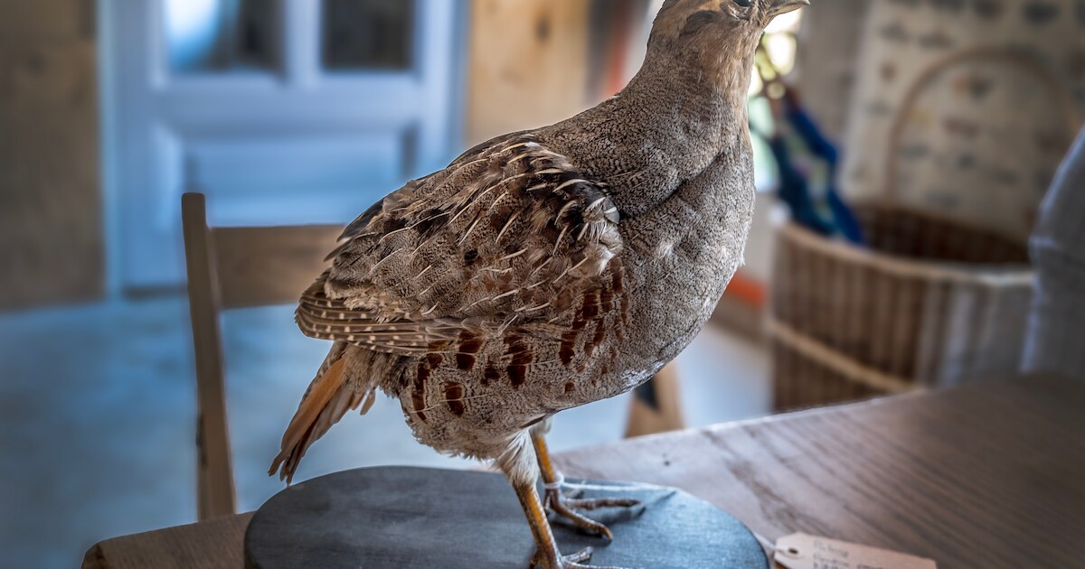 PiXLife toont meer dan 50 opgezette vogels tijdens demonstratie in Scharendijke