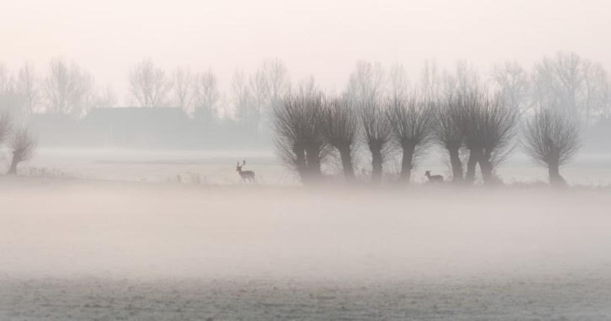 Plaatselijk dichte mist in Zeeland: code geel