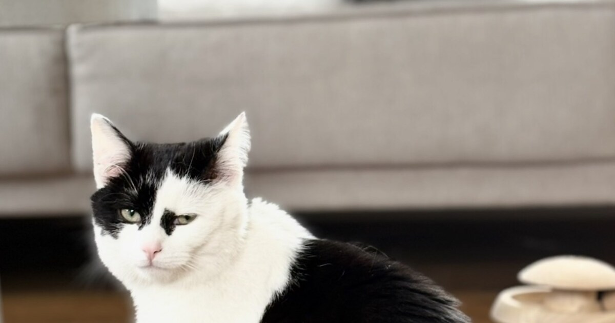 Heb jij Bobby of Coco gezien? Deze twee huisdieren worden in Bergen op Zoom vermist