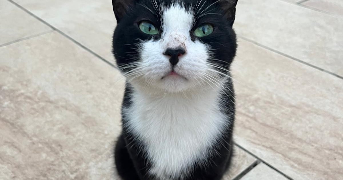 Heb jij Kate of Rover gezien? Deze twee huisdieren worden in Reimerswaal vermist