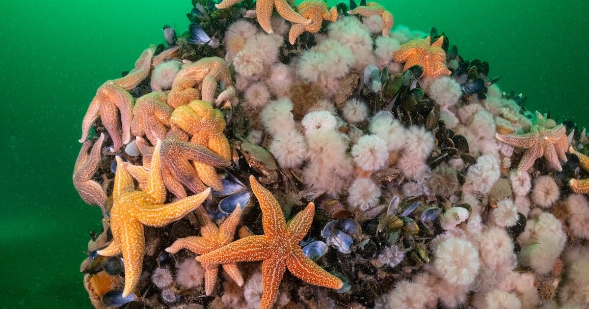 Presentatie over leven rond de Noordzee in Rockanje