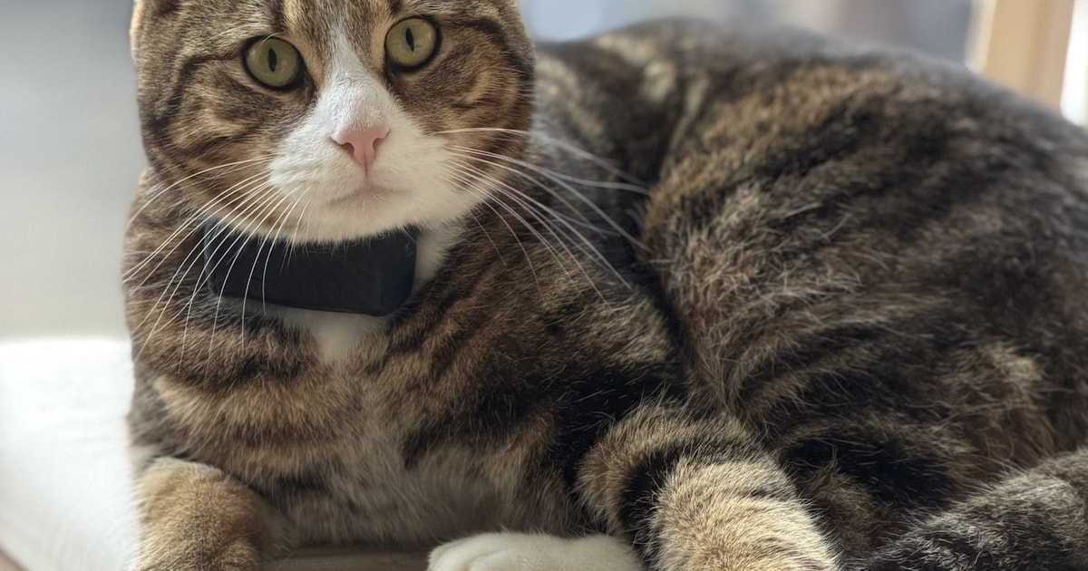 Heb jij Abel of Buddha gezien? Deze twee huisdieren worden in Vlissingen vermist
