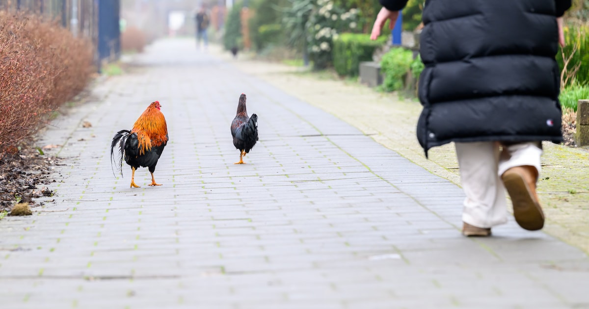Willy wordt gek van de loslopende hanen in haar wijk: ‘Hoef geen wekker meer te zetten’