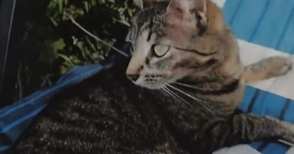 Heb jij Zara gezien? Dit huisdier wordt in Reimerswaal vermist