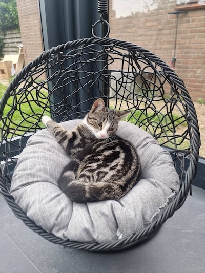 Heb jij Lumi, Tijger of Ziva gezien? Deze vijf huisdieren worden in Schouwen-Duiveland vermist