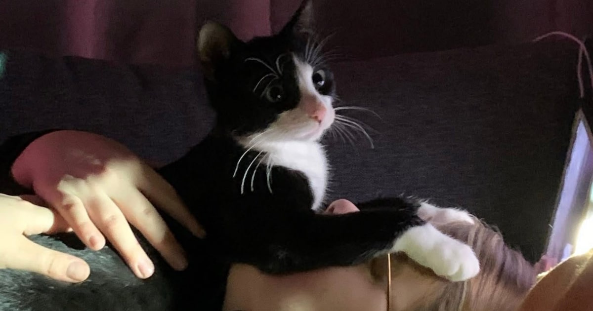 Heb jij Jip gezien? Dit huisdier wordt in Bergen op Zoom vermist